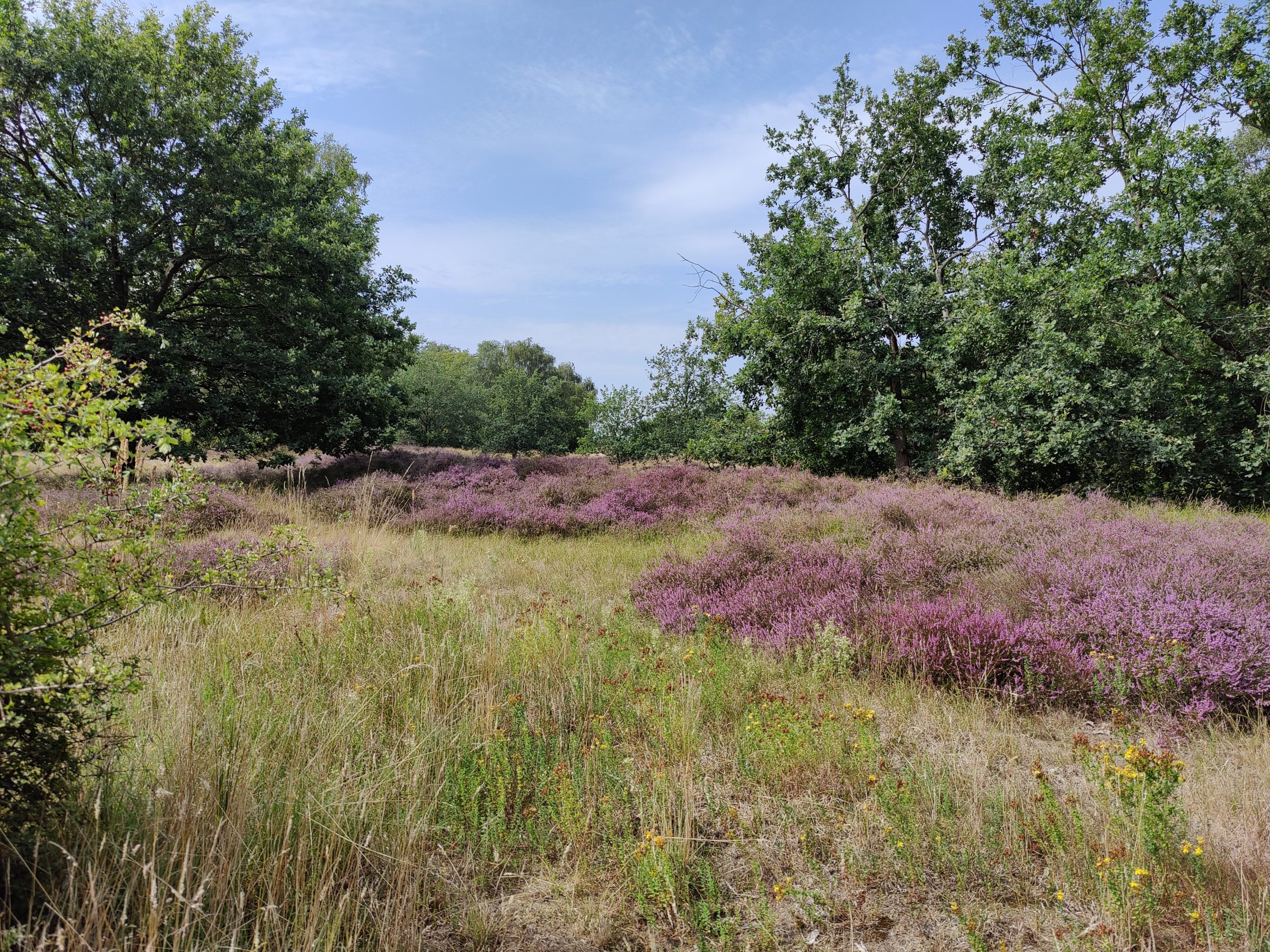 Boberger Dünen zur Heidezeit - wunderschöne Location für dein Fotoshooting